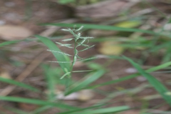 Oplismenus burmannii